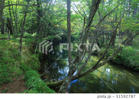 初秋の戦場ヶ原自然研究路（赤沼橋から見た湯川） 31592787