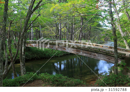 初秋の戦場ヶ原自然研究路（赤沼橋から見た湯川） 31592788