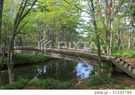 初秋の戦場ヶ原自然研究路（赤沼橋から見た湯川） 31592789