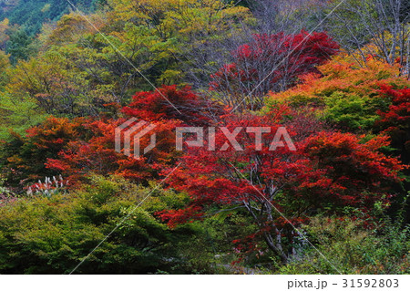 みたらい渓谷の紅葉 みたらい渓谷の紅葉 31592803