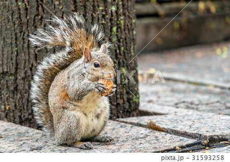 Eastern gray squirrel eats a walnut on Trinity 31593258