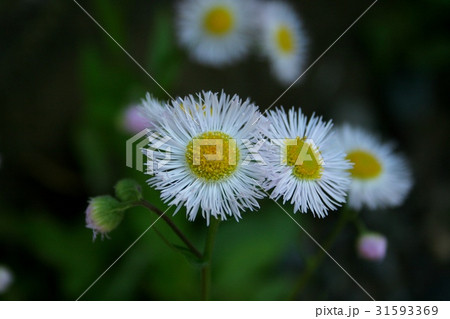 可憐な花 31593369