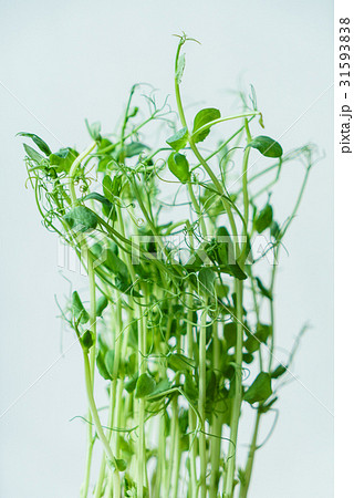 green pea sprouts green pea sprouts 31593838