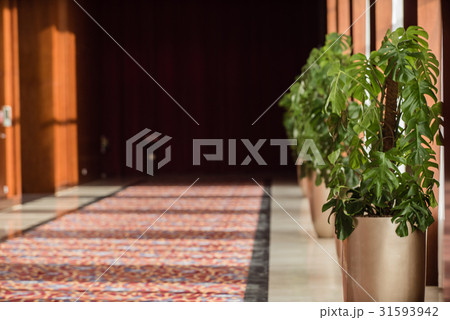 plant in the hall plant in the hall 31593942