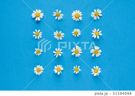 daisy flowers daisy flowers 31594098