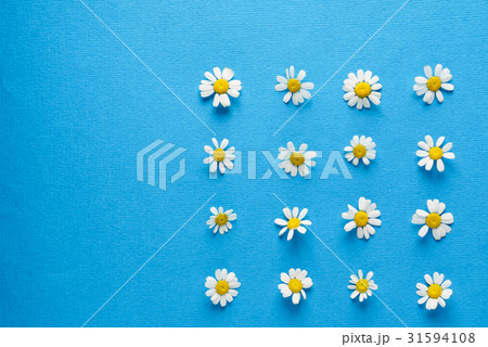 daisy flowers daisy flowers 31594108