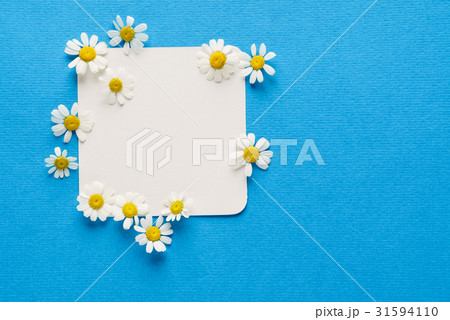 daisy flowers on the empty card daisy flowers on the empty card 31594110