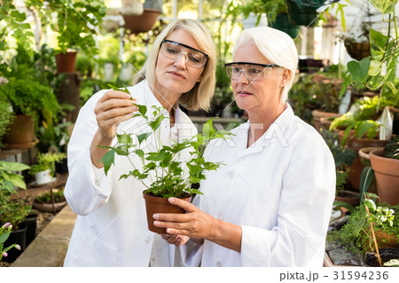 Colleagues examining potted plant at greenhouse Colleagues examining potted plant at greenhouse 31594236