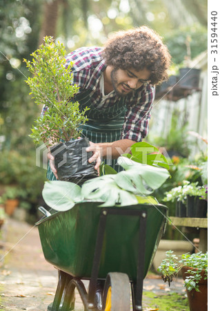 Male gardener keeping potted plants on wheelbarrow 31594440