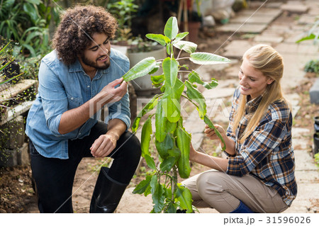 Gardeners inspecting plants at greenhouse 31596026