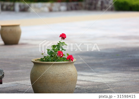 ゼラニュウムの花 ゼラニュウムの花 31598415