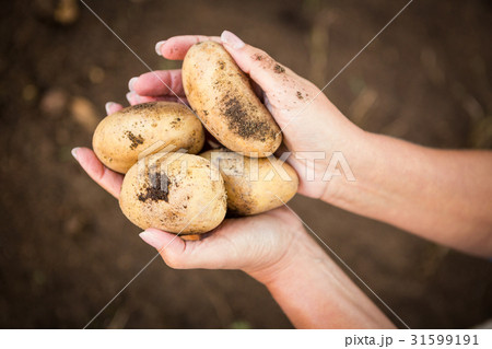 Cropped image of gardener holding potatoes at garden Cropped image of gardener holding potatoes at garden 31599191