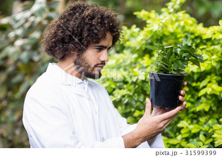 Male scientist examining potted plant Male scientist examining potted plant 31599399