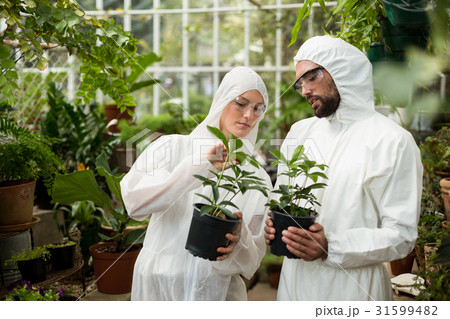 Scientists in clean suit examining potted plants 31599482