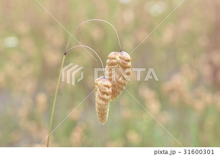 コバンソウ 31600301