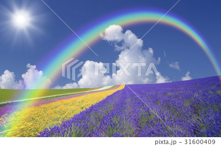 ラベンダー畑と雲と虹と太陽 ラベンダー畑と雲と虹と太陽 31600409