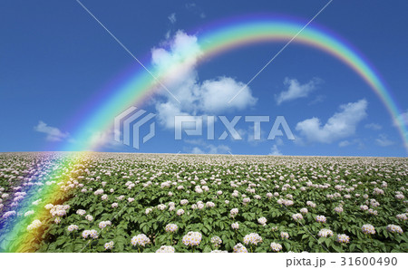 ジャガイモ畑のジャガイモの花と雲と虹 ジャガイモ畑のジャガイモの花と雲と虹 31600490