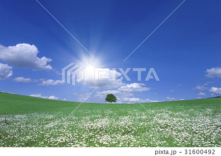 草原に咲く白い花と1本木のイラスト素材