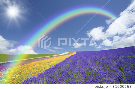 ラベンダー畑と雲と虹と太陽 ラベンダー畑と雲と虹と太陽 31600568
