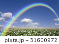 ジャガイモ畑のジャガイモの花と雲と虹 31600972