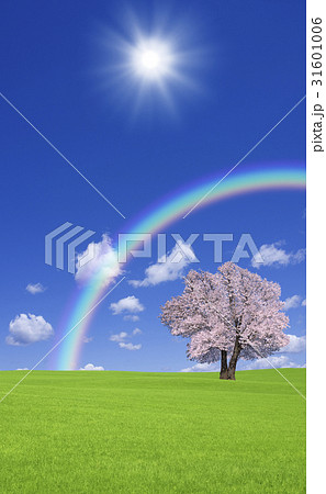 草原の桜の木と雲と虹 草原の桜の木と雲と虹 31601006