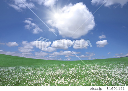草原に咲く白い花と白い雲と太陽 31601141