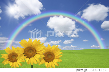 緑の草原と雲と虹と太陽とひまわりのイラスト素材
