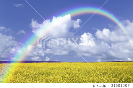 黄色い花咲く丘と雲と虹 31601307