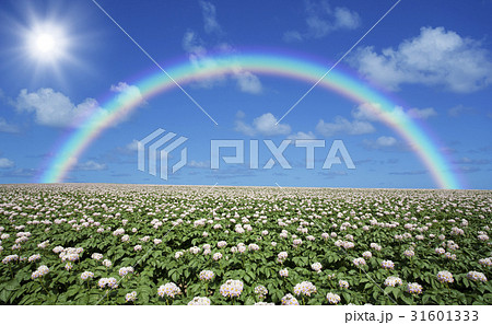 ジャガイモ畑のジャガイモの花と雲と虹と太陽 ジャガイモ畑のジャガイモの花と雲と虹と太陽 31601333