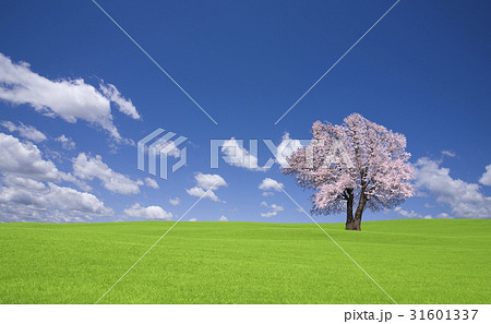 草原の桜の木と雲 草原の桜の木と雲 31601337