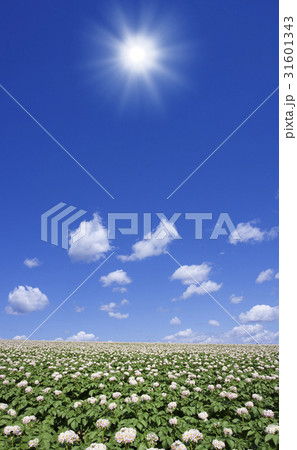 じゃがいも畑と太陽 じゃがいも畑と太陽 31601343