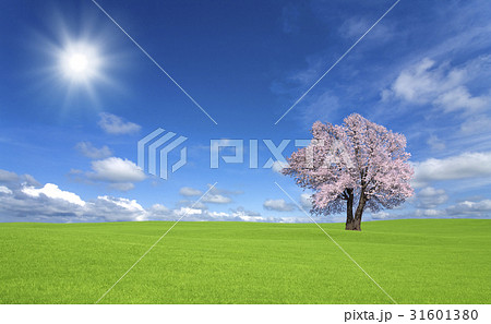 草原の桜の木と雲 31601380