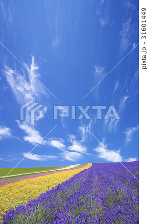 ラベンダー畑と空 ラベンダー畑と空 31601449