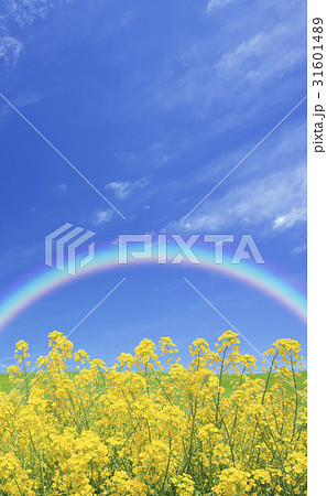 菜の花と空 菜の花と空 31601489