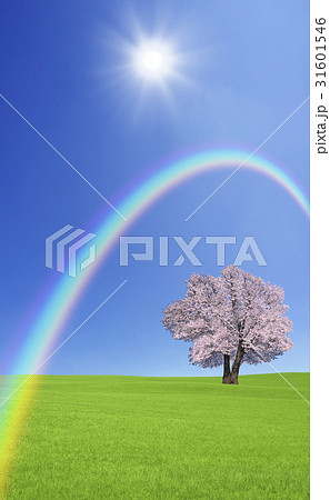 草原の桜の木と雲と虹 31601546