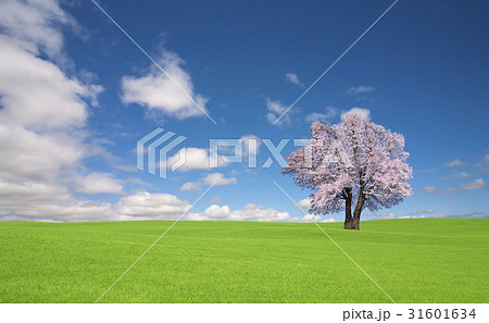 草原の桜の木と雲 31601634