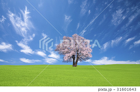 草原の桜の木と雲 草原の桜の木と雲 31601643