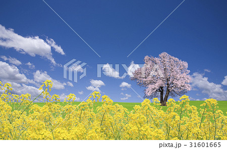 菜の花と桜の木 菜の花と桜の木 31601665