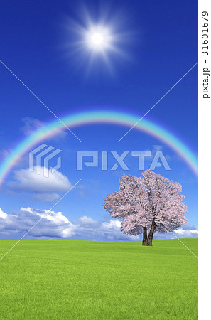 草原の桜の木と雲と虹 草原の桜の木と雲と虹 31601679