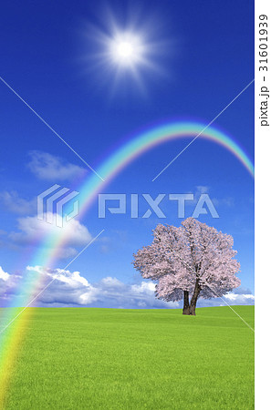 草原の桜の木と雲と虹 31601939
