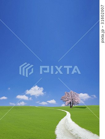 サクラの木と白い道 31602007