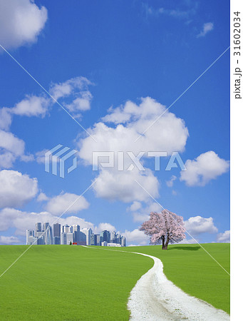 丘の向こうの高層ビル街へ続く道とサクラの木 31602034