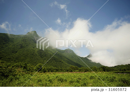 成枝 木 島 31605072