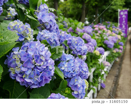 稲沢の紫陽花まつり 大塚性海寺歴史公園 公道から 稲沢の紫陽花まつり 大塚性海寺歴史公園 公道から 31605150