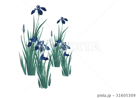 花菖蒲 花菖蒲 31605309