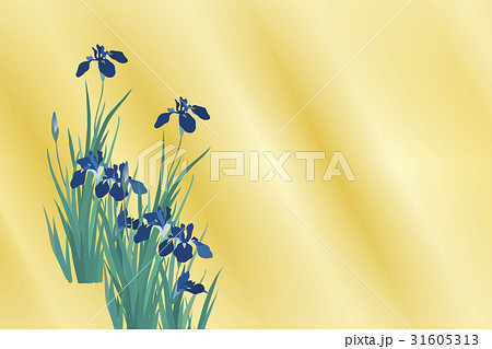 花菖蒲 花菖蒲 31605313