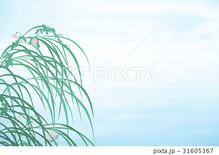 ススキと昼顔と白百合 ススキと昼顔と白百合 31605367