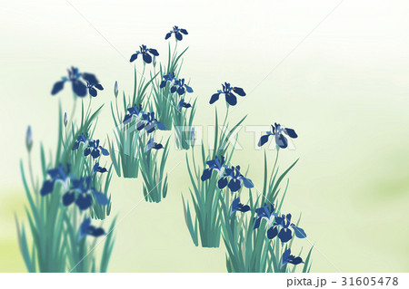 花菖蒲 31605478