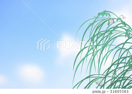 ススキと昼顔と白百合 31605563