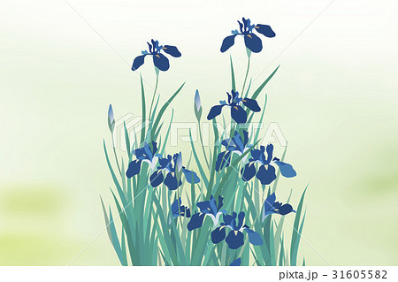 花菖蒲 花菖蒲 31605582